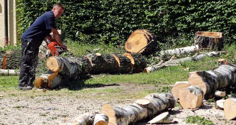forest-workers-364411_640